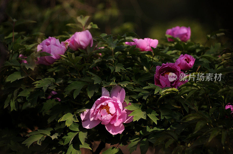 Paeonia suffruticosa